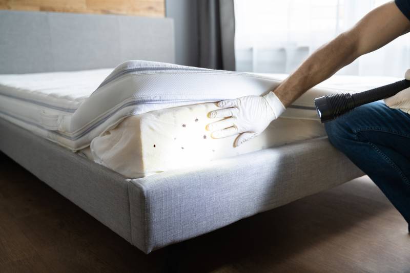 Location de produit contre les punaises de lit pas cher et efficace en ligne