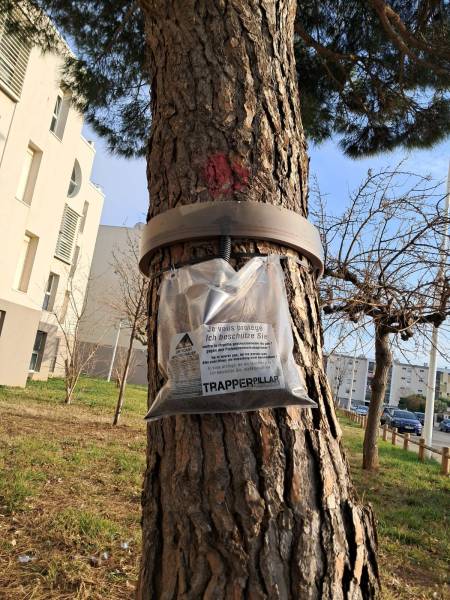 Prévenir les chenilles processionnaires dans les espaces verts collectifs en PACA