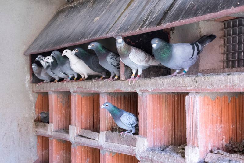 Entreprise pour enlever des pigeons dans les combles d'un immeuble à Nice