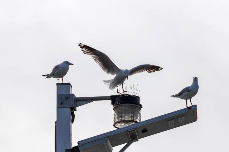 Problème de goéland : installation répulsif ou stérilisation