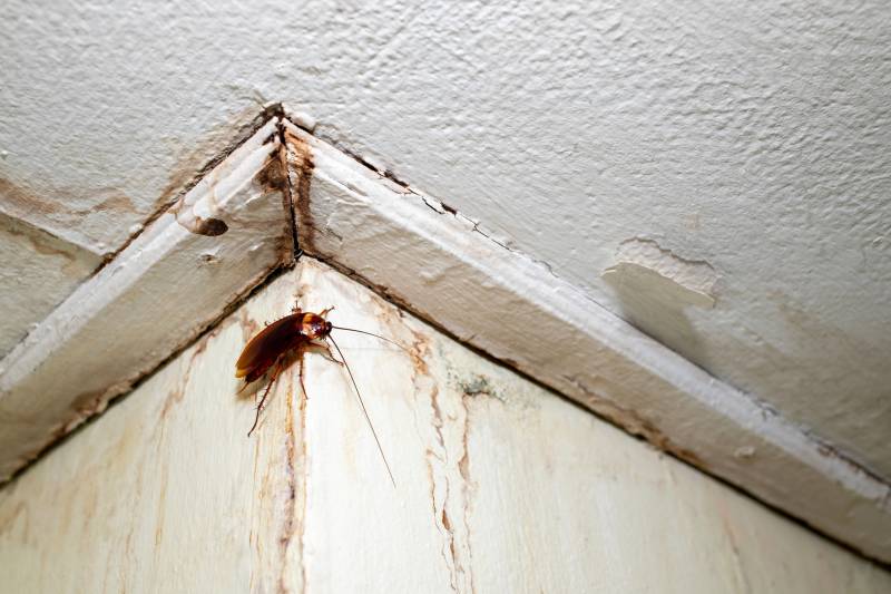 Se débarrasser efficacement des cafards dans un immeuble à Toulon