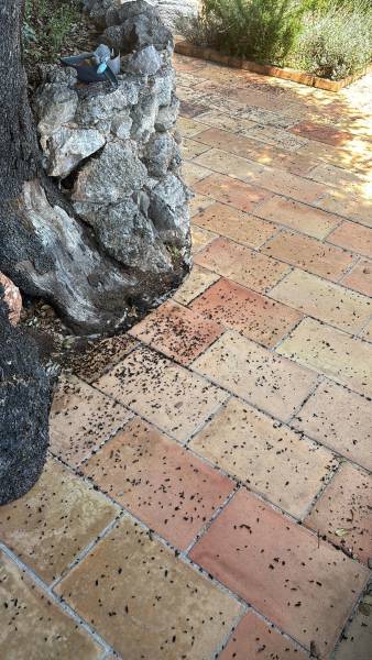 Se débarrasser des fourmis dans le jardin naturellement dans le Var ?