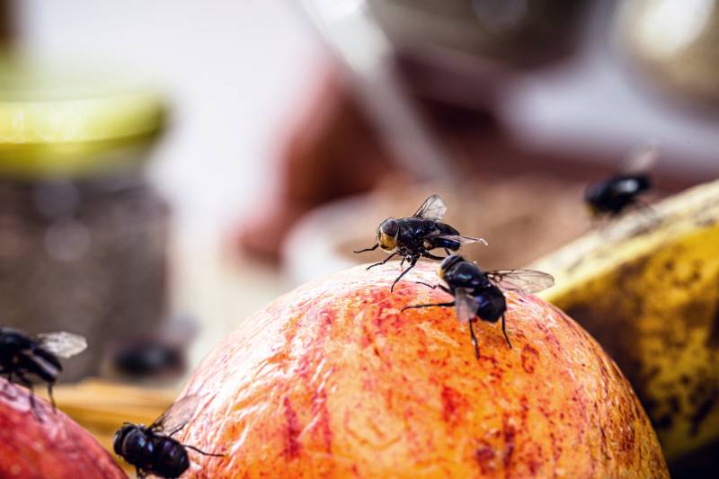 Se débarrasser efficacement des moucherons dans une cuisine à La Ciotat