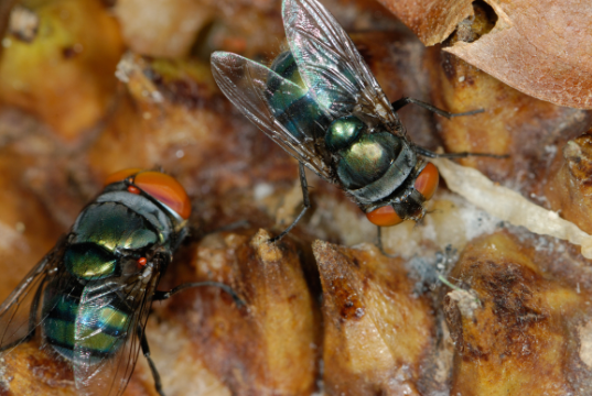 Société spécialisée contre les insectes volants dans un restaurant à Aix-en-Provence avec destructeurs d’insectes volants professionnelles
