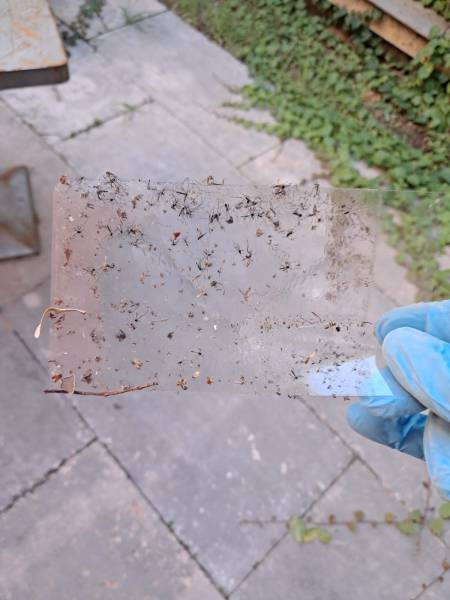 Solution efficace pour une infestation de moustiques dans une résidence à Avignon