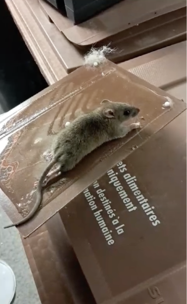 Intervention en urgence de dératisation pour particulier ou professionnels dans le Var