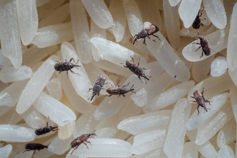 Traitement anti-nuisibles pour entrepôt frigorifique et stockage alimentaire à Marseille