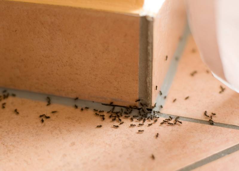 Traitement contre les fourmis dans une maison ou un appartement à Avignon