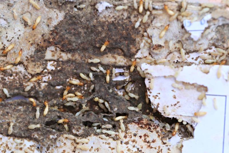 Traitement des bois de charpente pour prévenir les attaques de termites dans une maison à Grasse