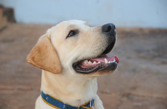 Traitement des punaises de lit avec détection canine dans une résidence étudiante à Avignon