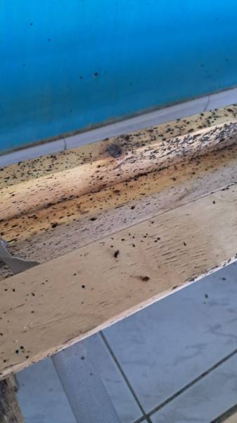 Traitement des punaises de lit efficace et discret dans les établissements de santé à Marseille