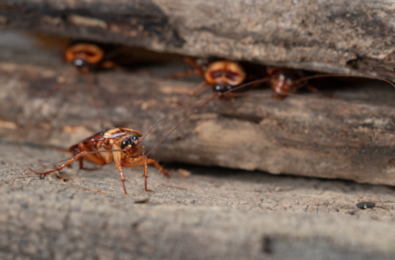 Traitement efficace contre cafards et souris dans un site de production à Marseille
