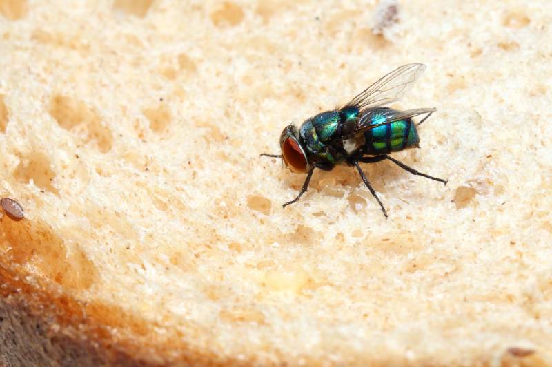 Traitement efficace contre les insectes volants dans une boulangerie à Marseille : solutions innovantes d’iMAGO 3D