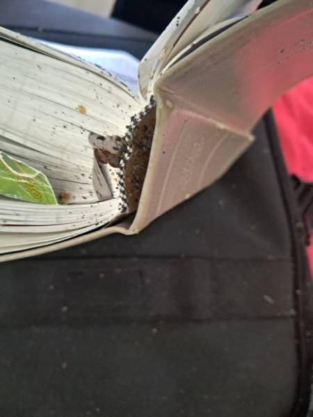 Traitement en urgence efficace et pas cher des punaises de lit à Toulon