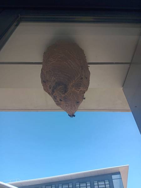 Traitement naturel contre les insectes nuisibles dans une résidence à Cagnes-sur-Mer