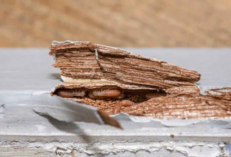Traitement termites pour particuliers à Cannes