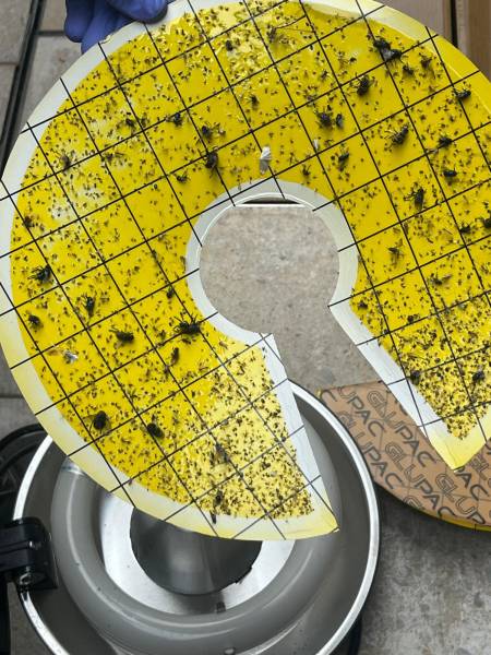 Services de lutte contre les insectes volants à Grasse