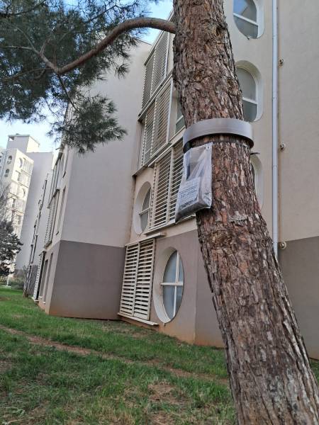 Destruction de nid de chenilles processionnaires dans un immeuble à Aubagne