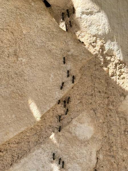 Traitement fourmis en PACA : Nos solutions professionnelles efficaces