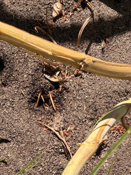 Infestation de fourmis en environnement professionnel : comprendre, prévenir et traiter durablement