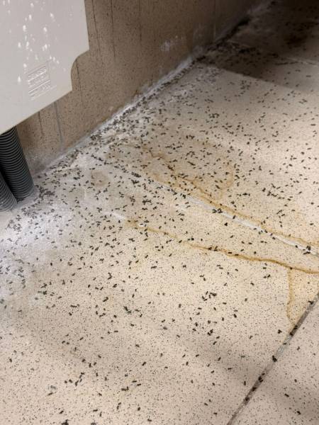 Traitement fourmis en PACA : Nos solutions professionnelles efficaces