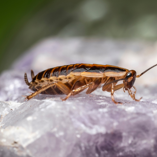 Éliminez blattes, punaises et autres insectes en PACA