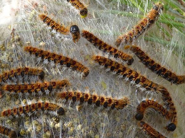 Chenilles processionnaires en PACA : conseils pour une gestion efficace