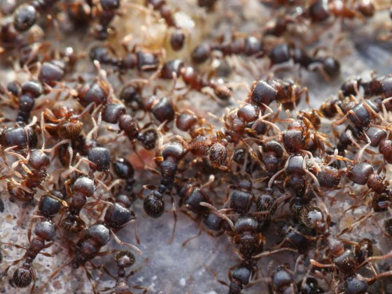 Fourmis dans la maison : pourquoi elles s’installent et comment s’en débarrasser durablement