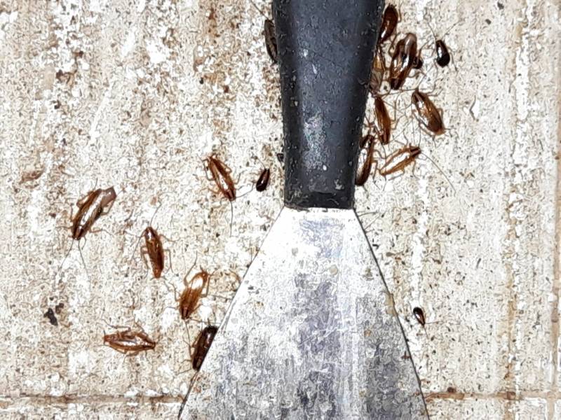 Infestation de cafards dans un restaurant à Cannes