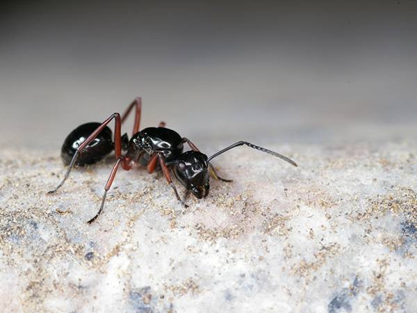 Intervention rapide contre les fourmis en région PACA