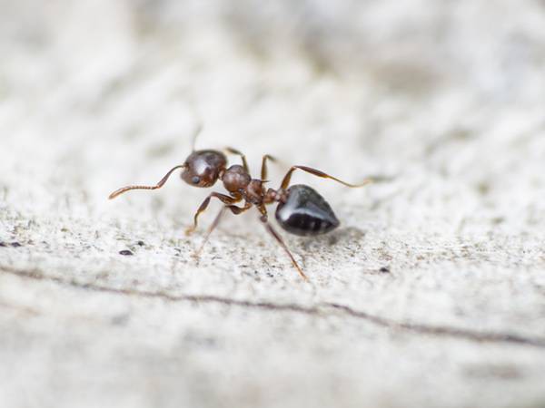 Région PACA : Combattez les fourmis efficacement
