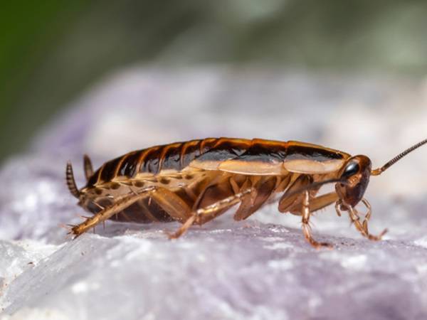 Traitement efficace contre blattes et cafards en PACA