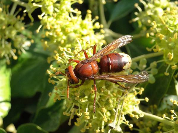 Solutions efficaces en PACA pour une protection optimale contre les guêpes et frelons
