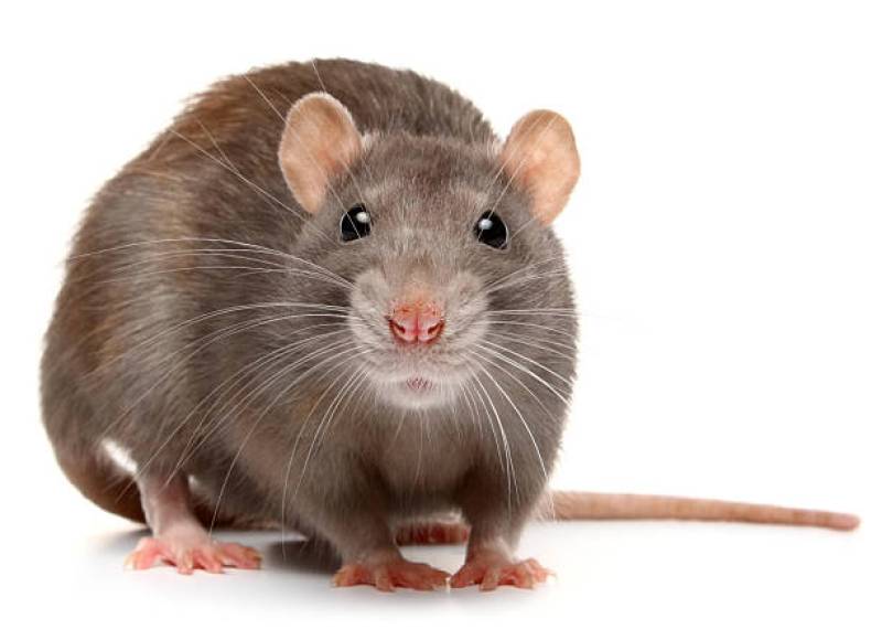 Comment reconnaître une infestation de rats à Nice ?