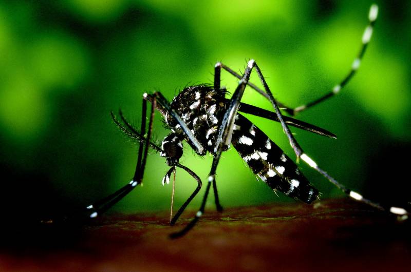 Pourquoi les moustiques sont-ils plus nombreux en été ?