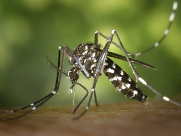 Traitements anti-moustiques en PACA avec bornes de capture pour un été sans piqûres