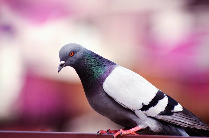 Entreprise spécialisée en anti-pigeons dans les Alpes-Maritimes