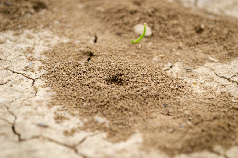 Traitement des termites dans une maison dans le Var