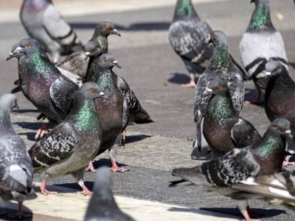 Traitements anti-pigeons en PACA : Solutions efficaces pour protéger vos bâtiments