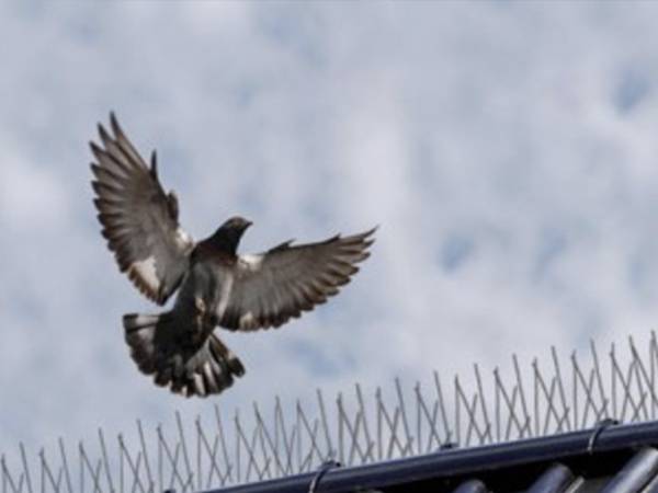 Solutions et prévention pour la protection anti-pigeons des structures