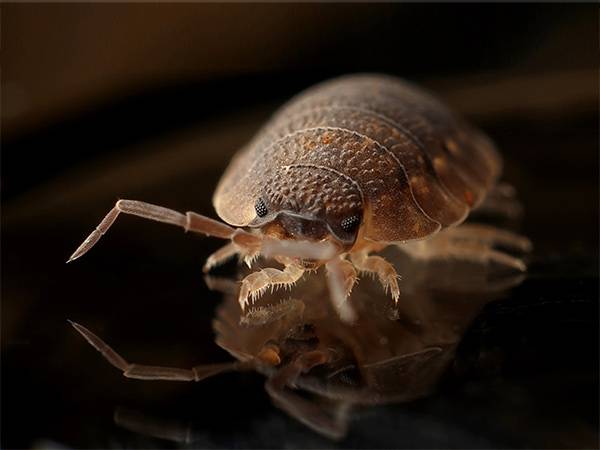 Éliminez les infestations de punaises de lit en PACA