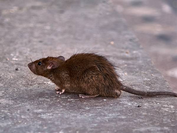 Combattre les rats bruns, rats noirs, souris et mulots efficacement