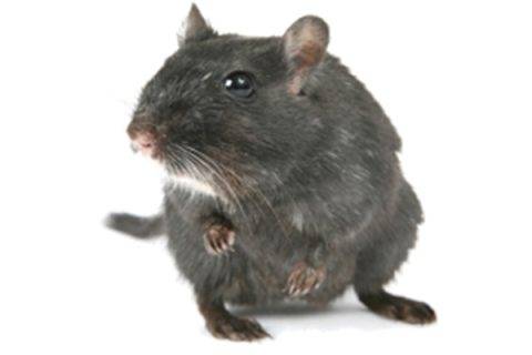 Les rats noirs
