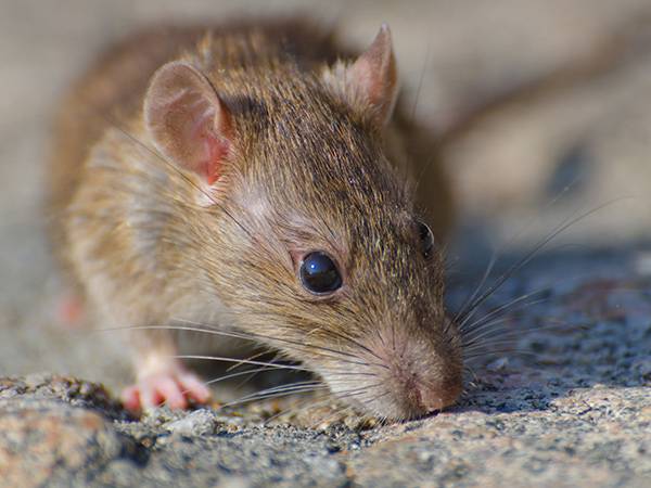 Souris en PACA : Les clés d'une dératisation efficace