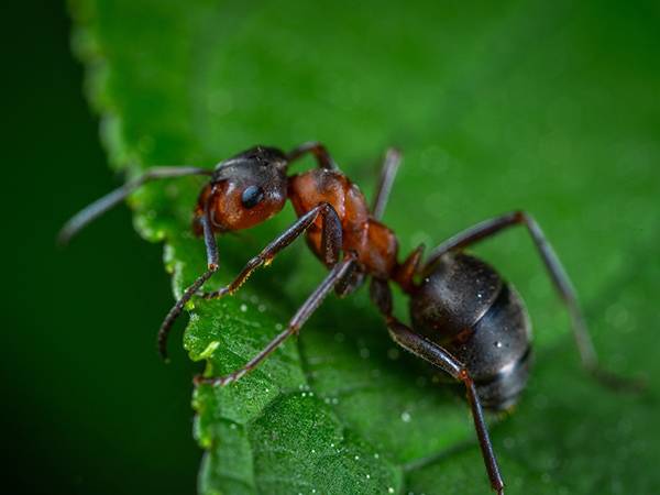 Traitement anti fourmis sur la Côte D’azur et la région PACA