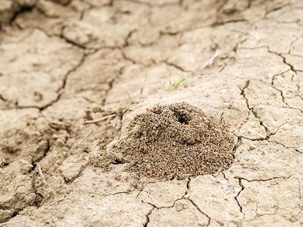 Prévention et éradication efficaces contre les termites en PACA