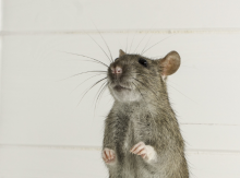 Notre zone d'activité pour ce service Entreprise 3D offrant des solutions complètes en dératisation et désinsectisation pour cafés et hôtels